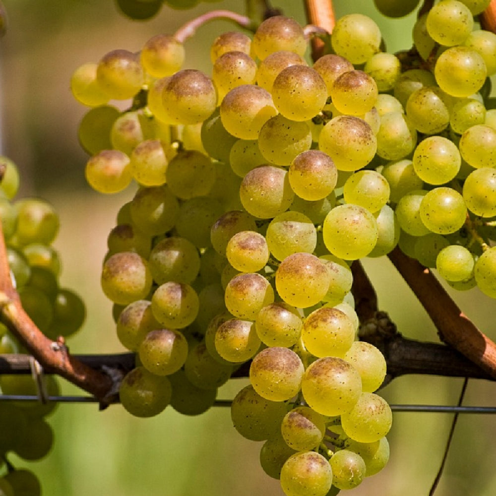 Vita de Vie Argentina Bianca, Vitis Vinifera, pentru masa, alb