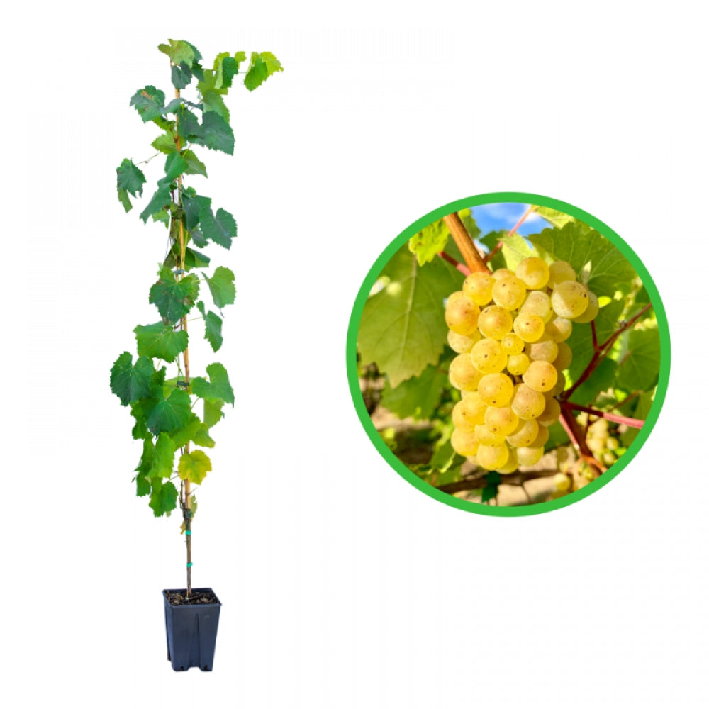 Vita de Vie Generosa, Vitis Vinifera, pentru masa, alb