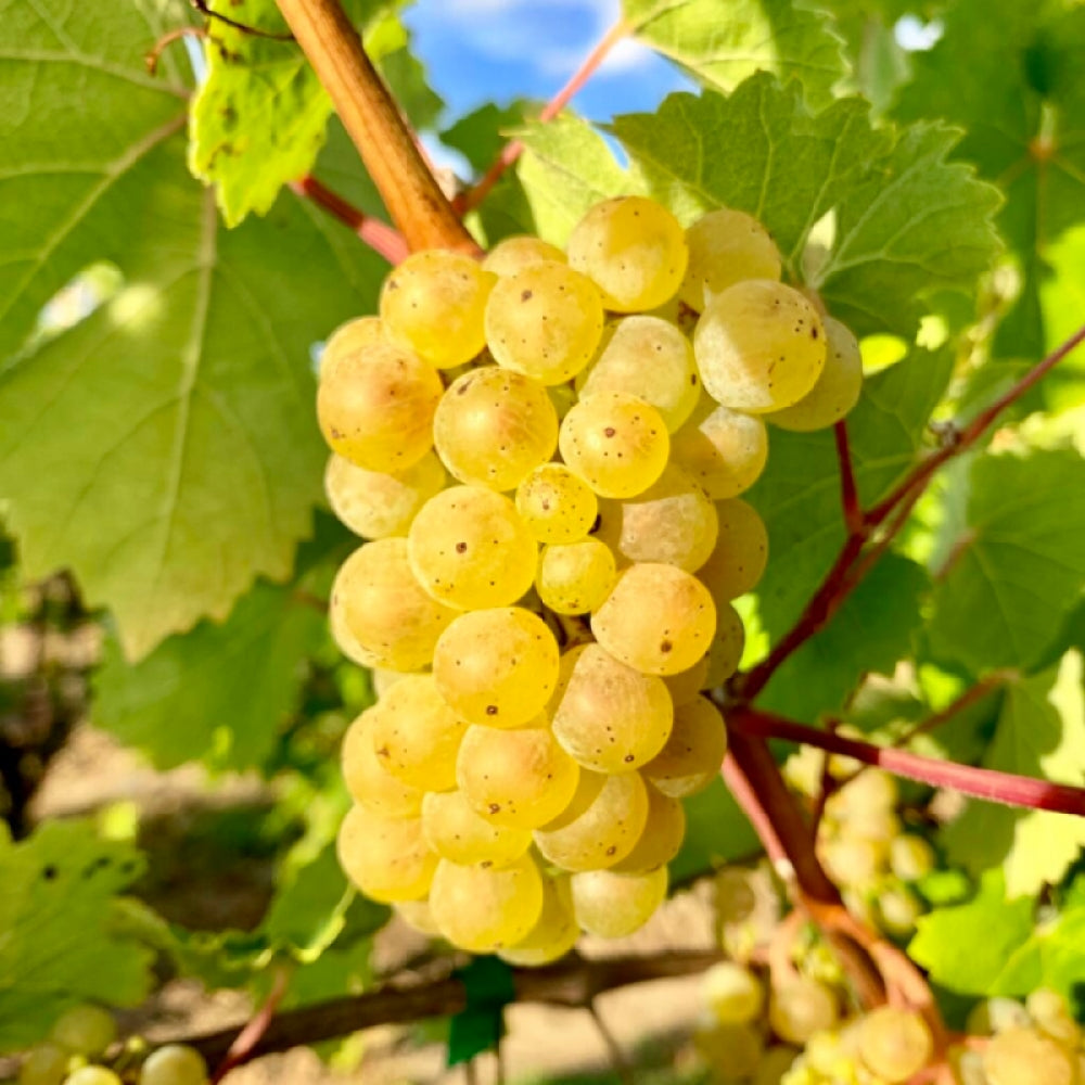 Vita de Vie Generosa, Vitis Vinifera, pentru masa, alb