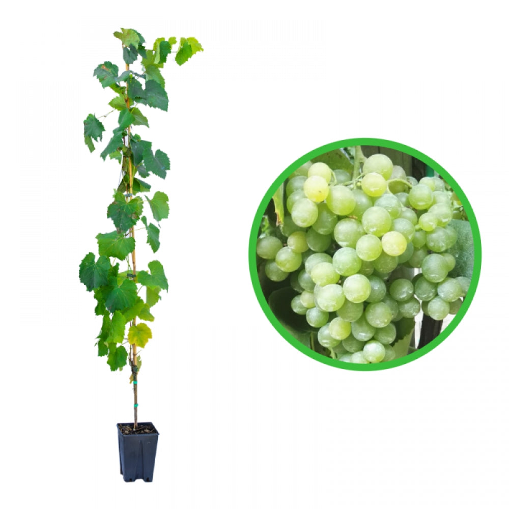 Vita de Vie Grossa Bianca Precoce, Vitis Vinifera, pentru masa, alb