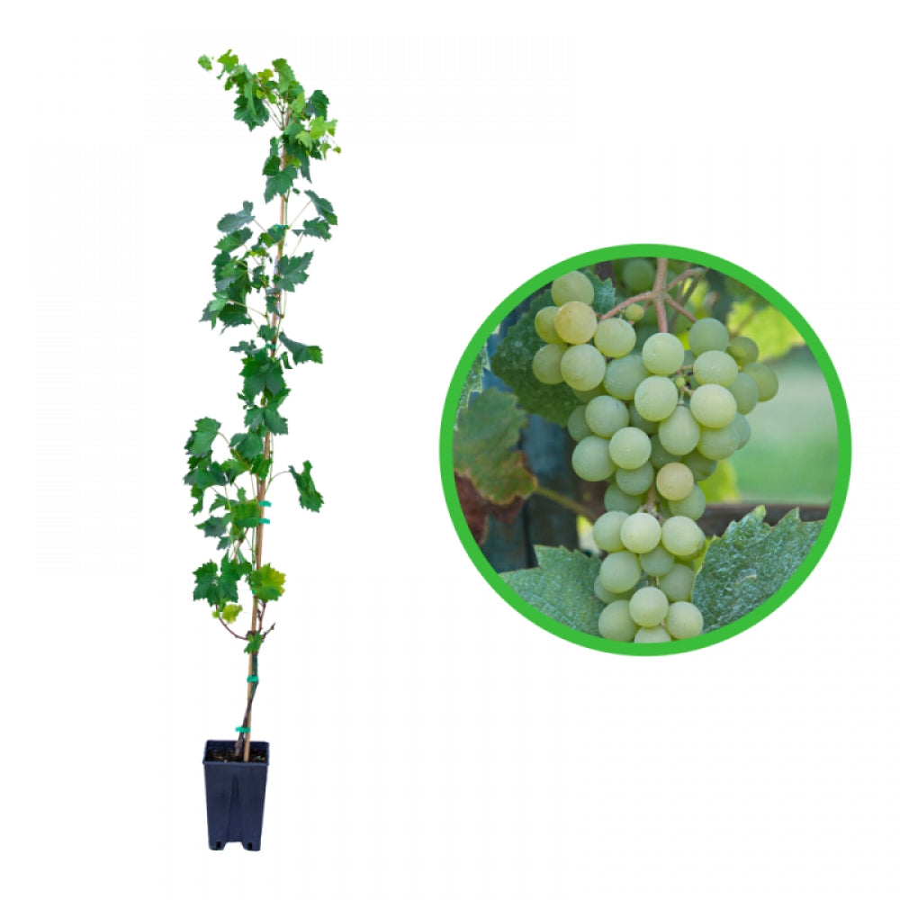 Vita de Vie Isabella Bianca, Vitis Vinifera, pentru vin, alb
