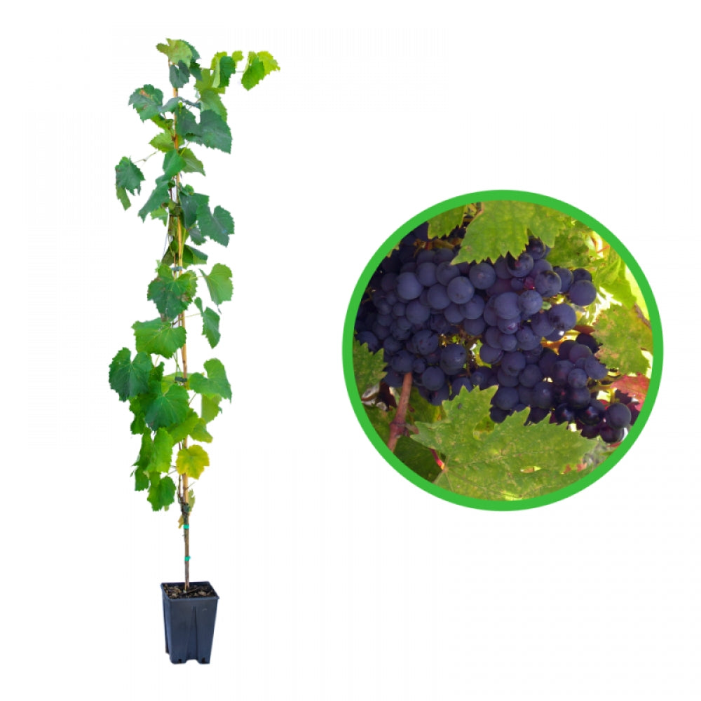 Vita de Vie Capsunica, Vitis Vinifera Isabella Nera, pentru masa si vin, negru
