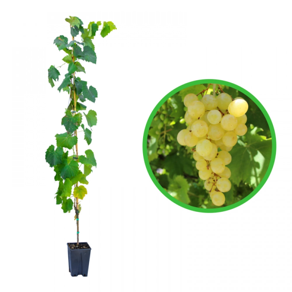 Vita de Vie Matilde, Vitis Vinifera, pentru masa, alb