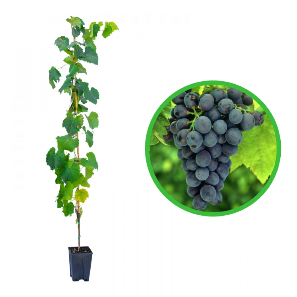 Vita de Vie Muscat D'Adda, Vitis Vinifera, pentru masa, negru