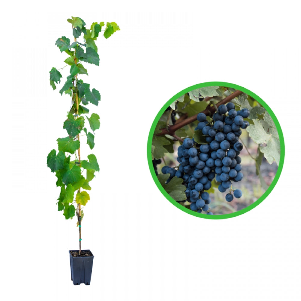 Vita de Vie Muscat Noir, Vitis Vinifera, pentru vin, negru