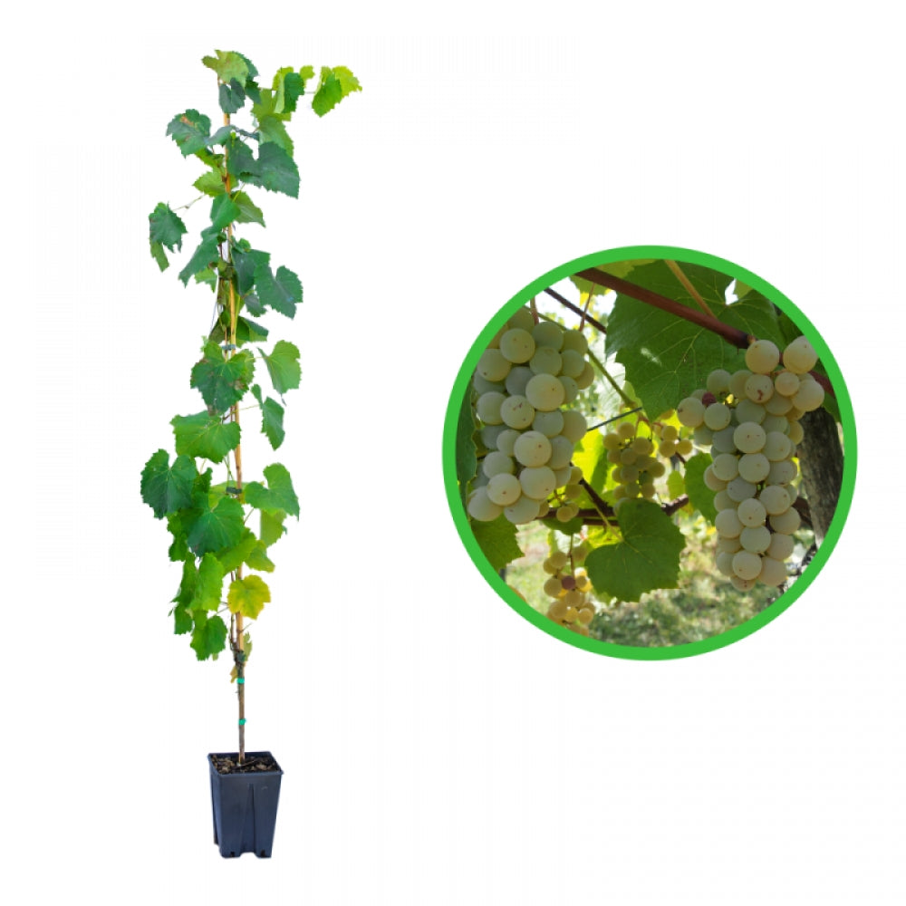 Vita de Vie Noah, Vitis Vinifera, pentru vin, alb