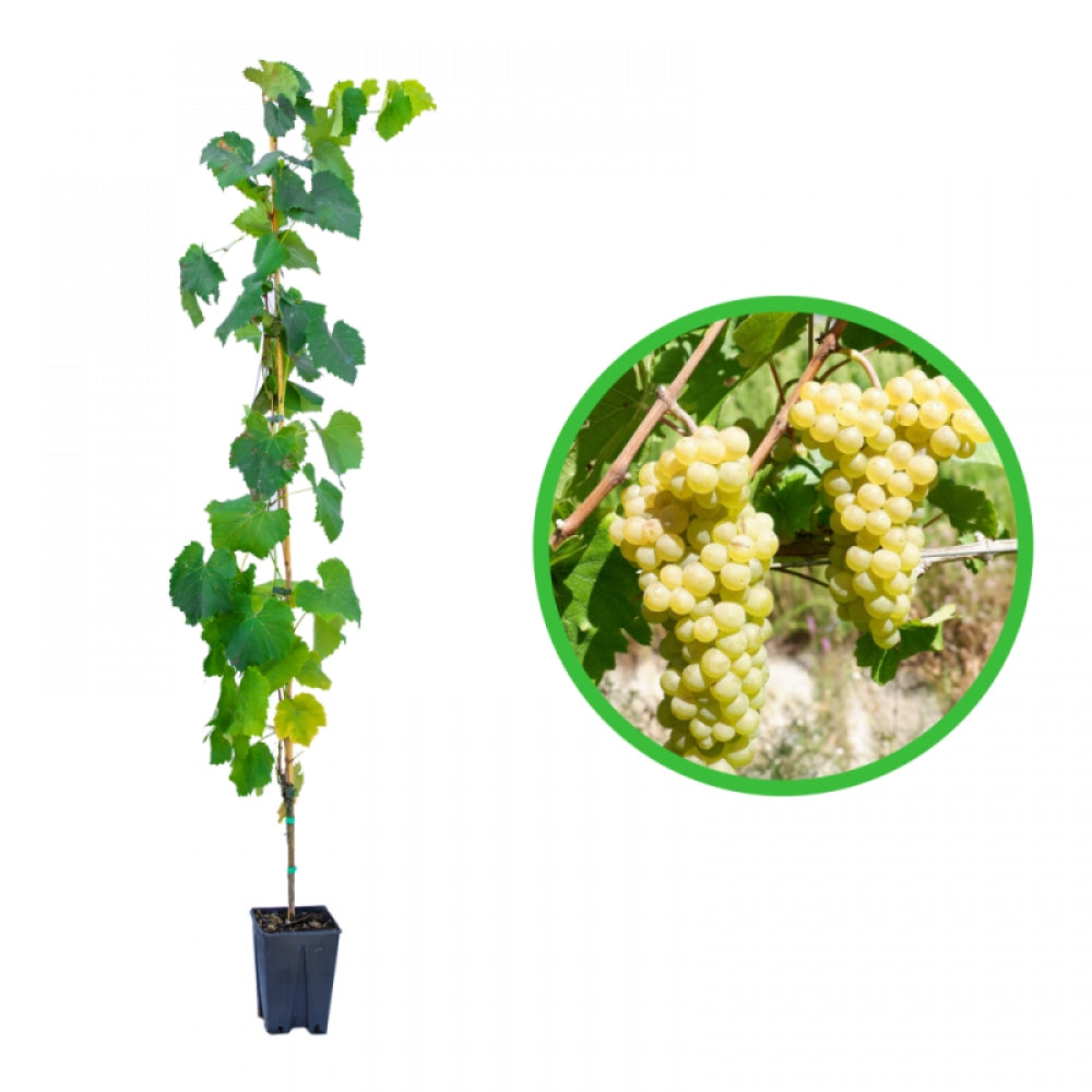Vita de Vie Pinot Blanc, Vitis Vinifera, pentru vin, alb