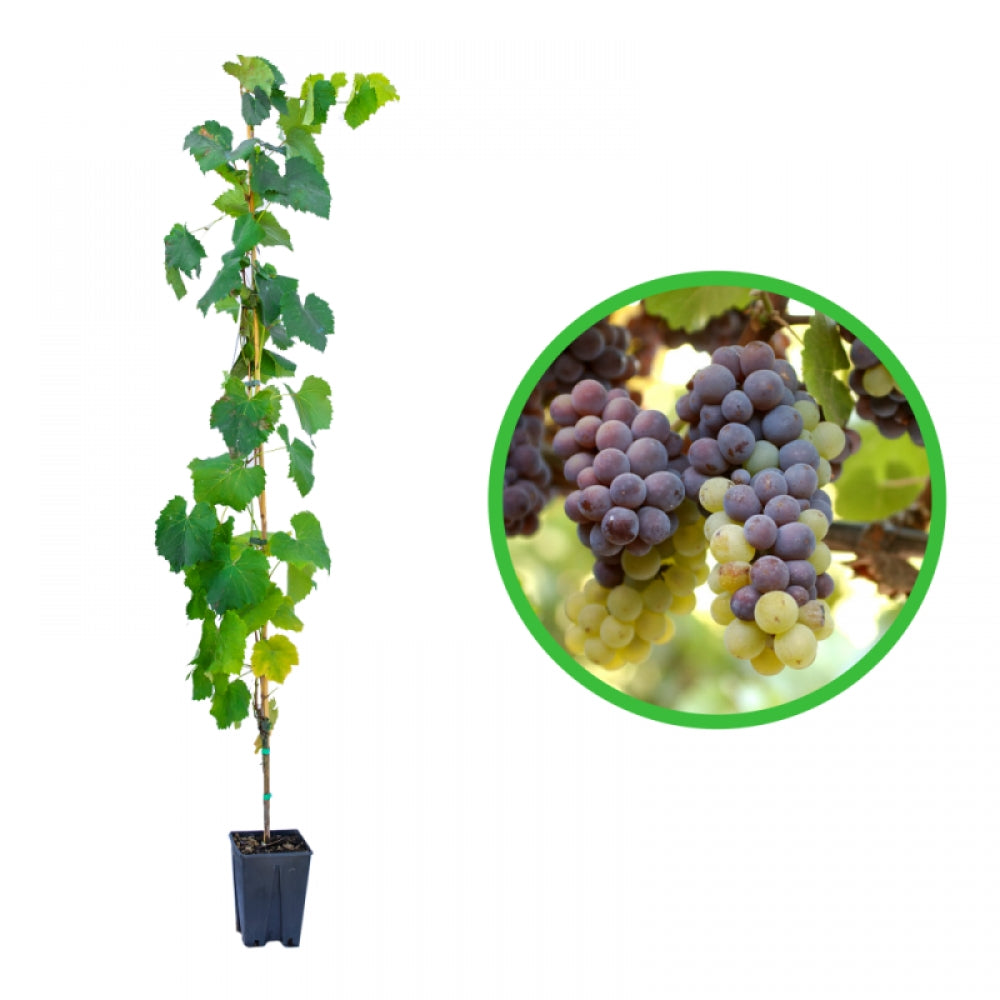 Vita de Vie Pinot Gris, Vitis Vinifera, pentru vin, rosu
