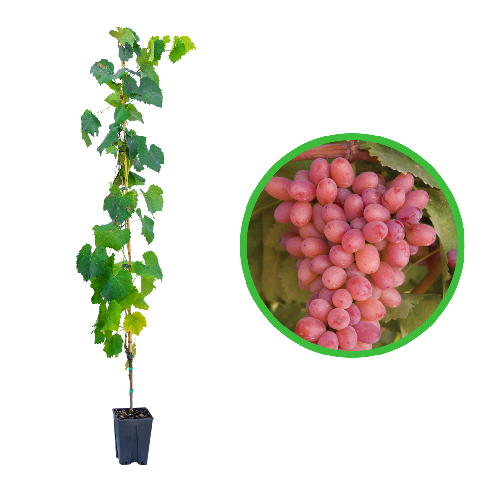 Vita de Vie Sultanina Rosa, Vitis Vinifera, pentru masa, rosu