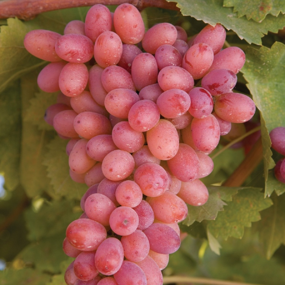 Vita de Vie Sultanina Rosa, Vitis Vinifera, pentru masa, rosu