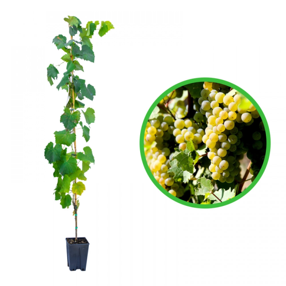 Vita de Vie Tereza, Vitis Viniferaa, pentru masa, alba