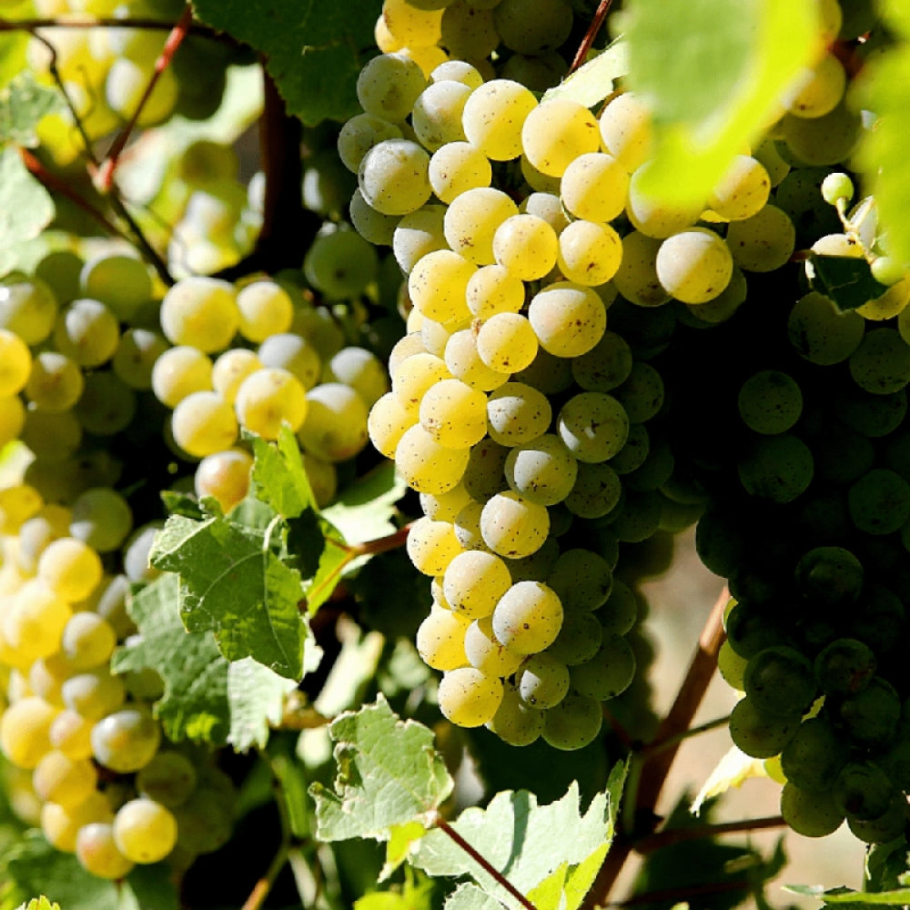 Vita de Vie Tereza, Vitis Viniferaa, pentru masa, alba