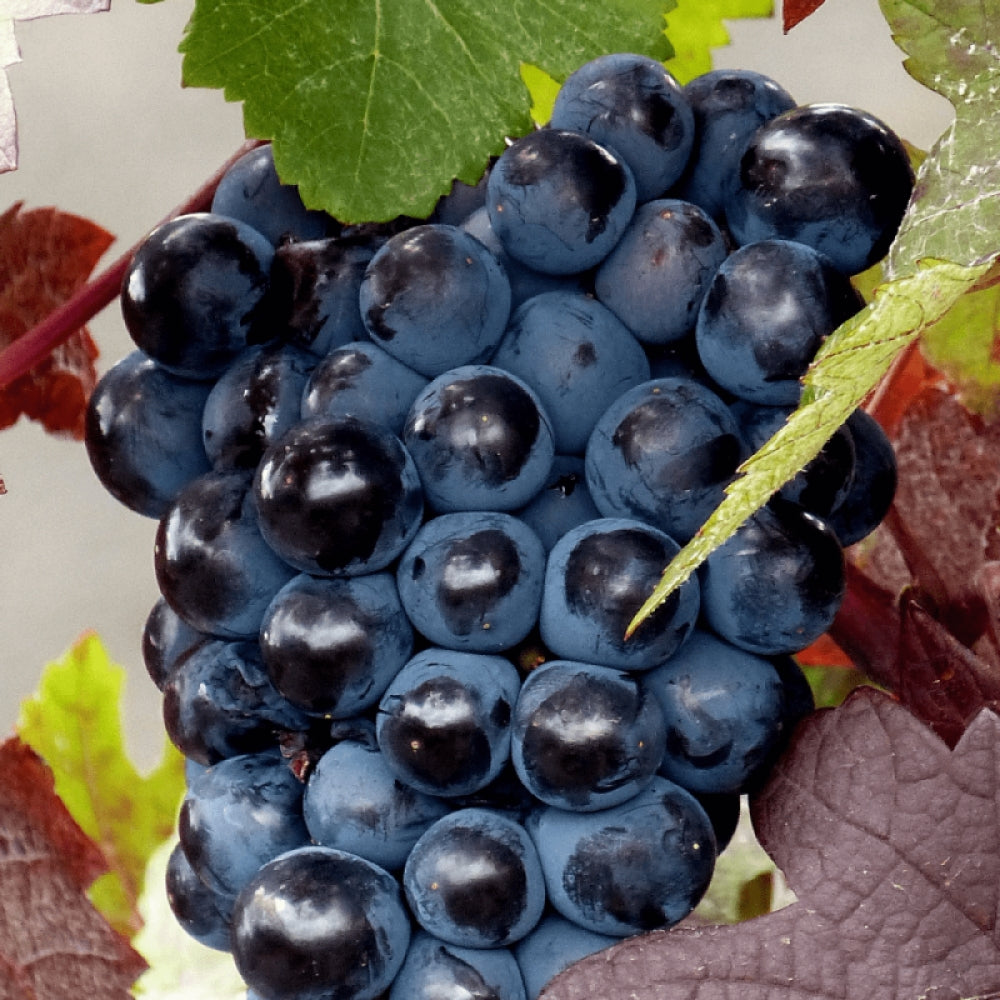 Vita de Vie Apirene Nera, Vitis Vinifera, fara samburi, negru