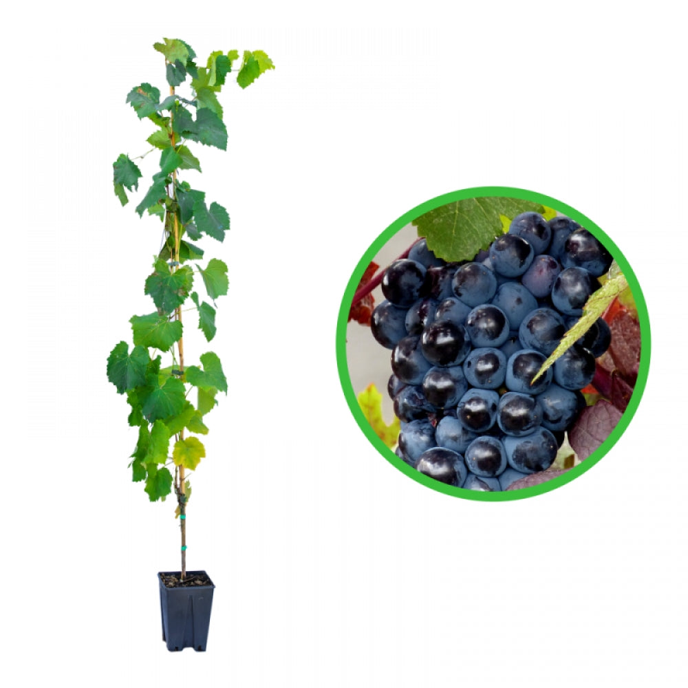 Vita de Vie Apirene Nera, Vitis Vinifera, fara samburi, negru