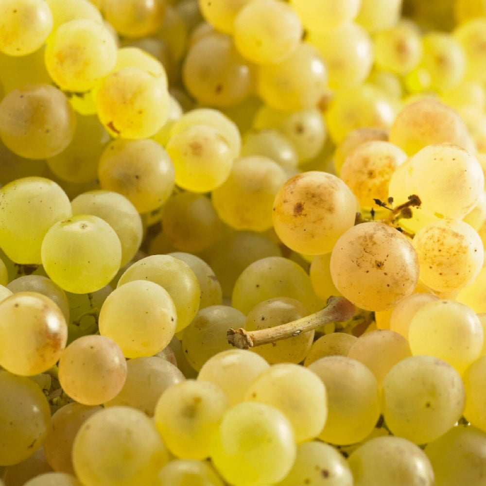 Vita de Vie Chasselas Dore, Vitis Vinifera, pentru masa, alb