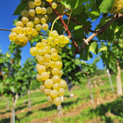 Vita de Vie Chasselas Dore, Vitis Vinifera, pentru masa, alb