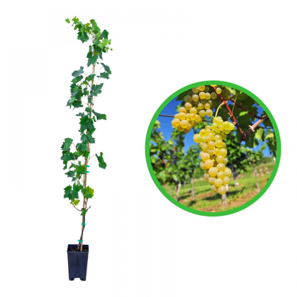 Vita de Vie Chasselas Dore, Vitis Vinifera, pentru masa, alb