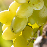 Vita de Vie Fragola Bianca, Vitis Vinifera, pentru masa, alb