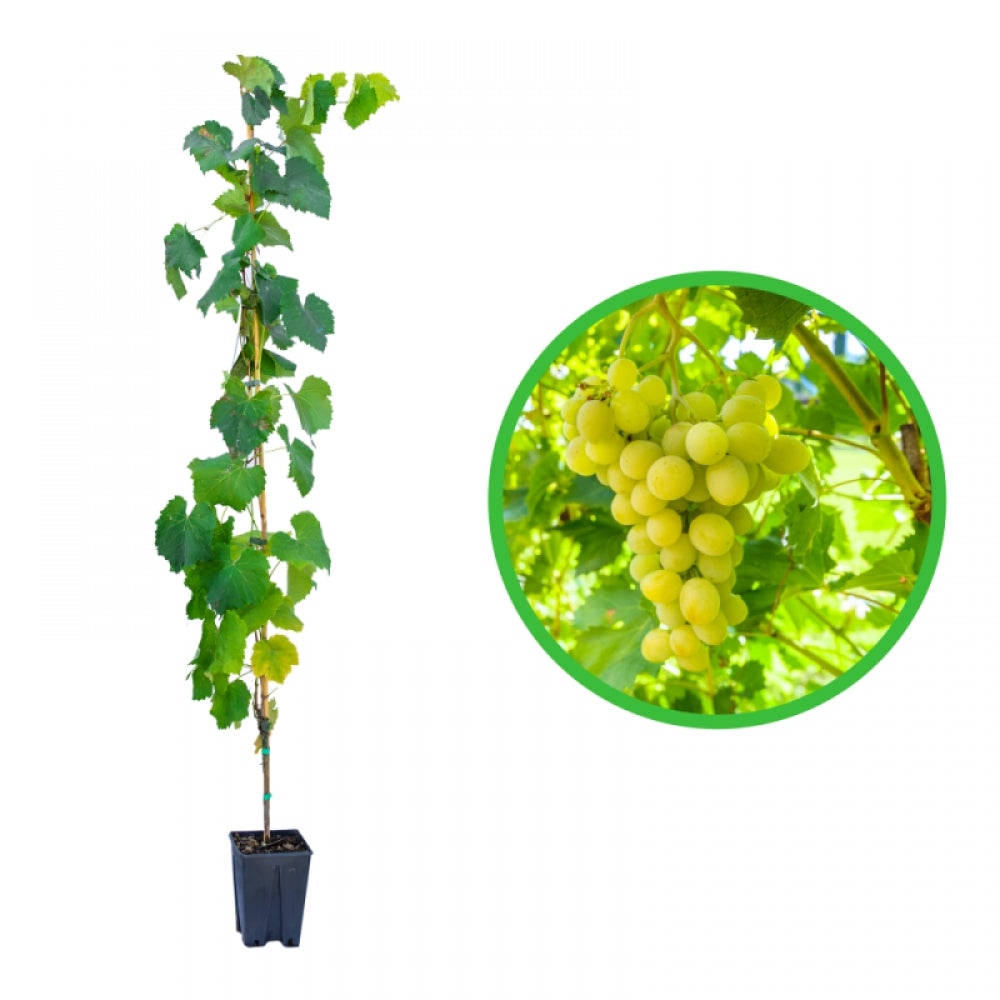 Vita de Vie Lugliola, Vitis Vinifera, pentru masa, alb