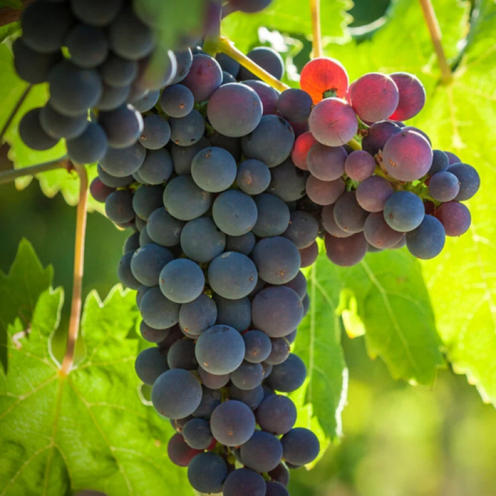 Vita de Vie Michele Palieri, Vitis Vinifera, pentru masa si vin, negru