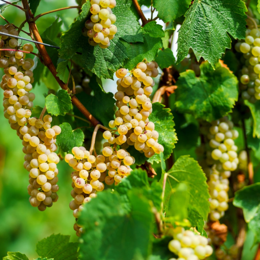 Vita de Vie Muscat Blanc, Vitis Vinifera, pentru vin, alb
