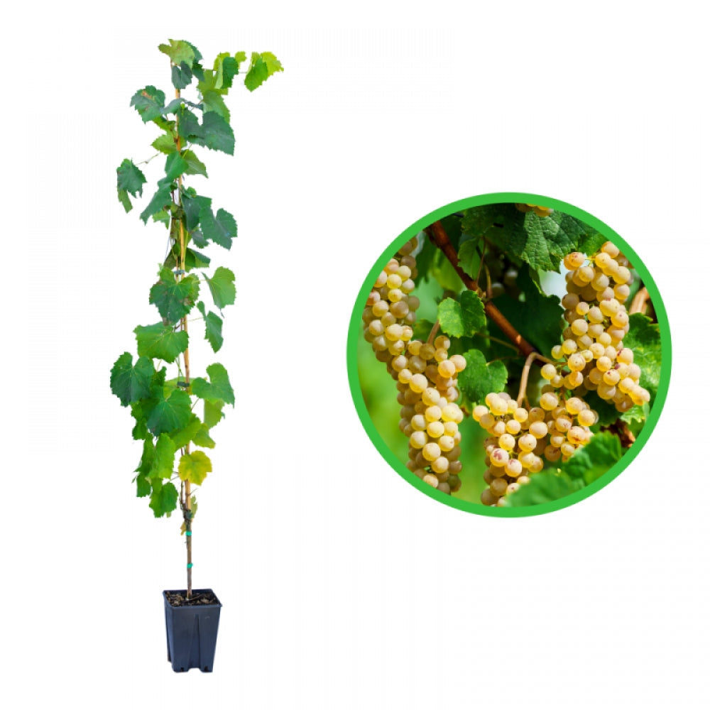 Vita de Vie Muscat Blanc, Vitis Vinifera, pentru vin, alb