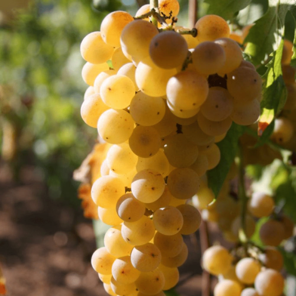 Vita de Vie Muscat de Terracina, Vitis Vinifera, pentru masa si vin, alb