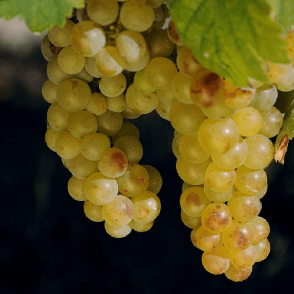 Vita de Vie Muscat de Terracina, Vitis Vinifera, pentru masa si vin, alb