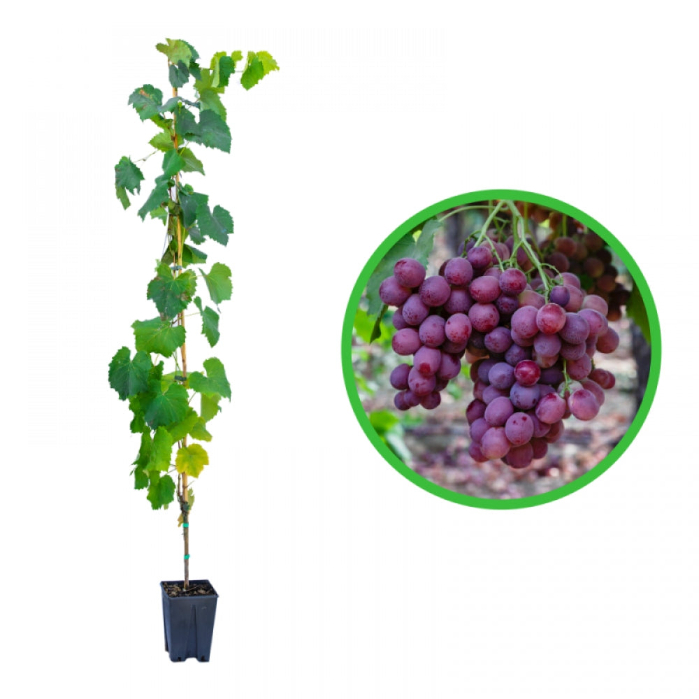 Vita de Vie Red Globe, Vitis Vinifera, pentru masa, rosu