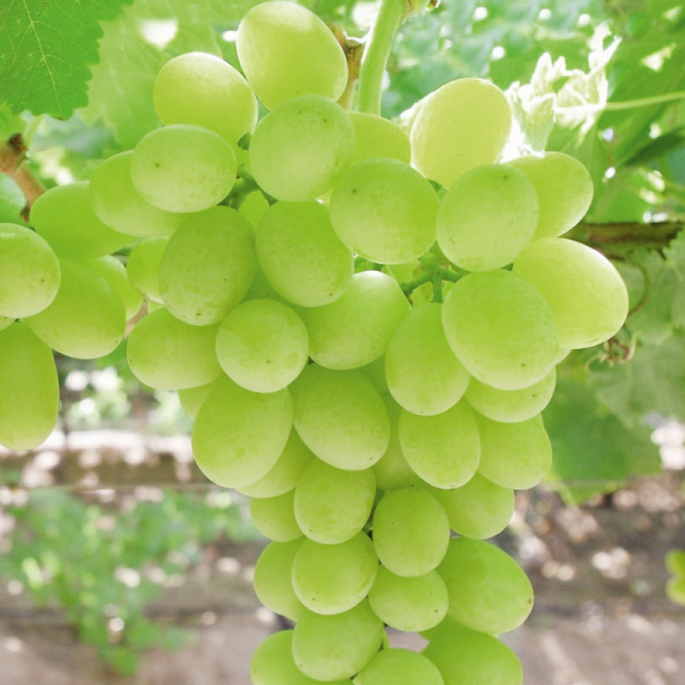 Vita de Vie Regal Bianca, Vitis Vinifera, fara samburi, alb