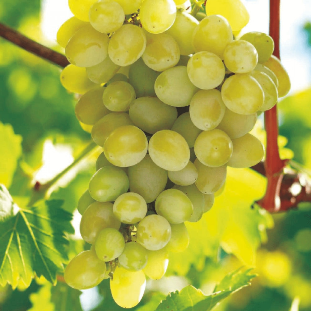 Vita de Vie Sultanina, Vitis Vinifera, fara samburi, alb