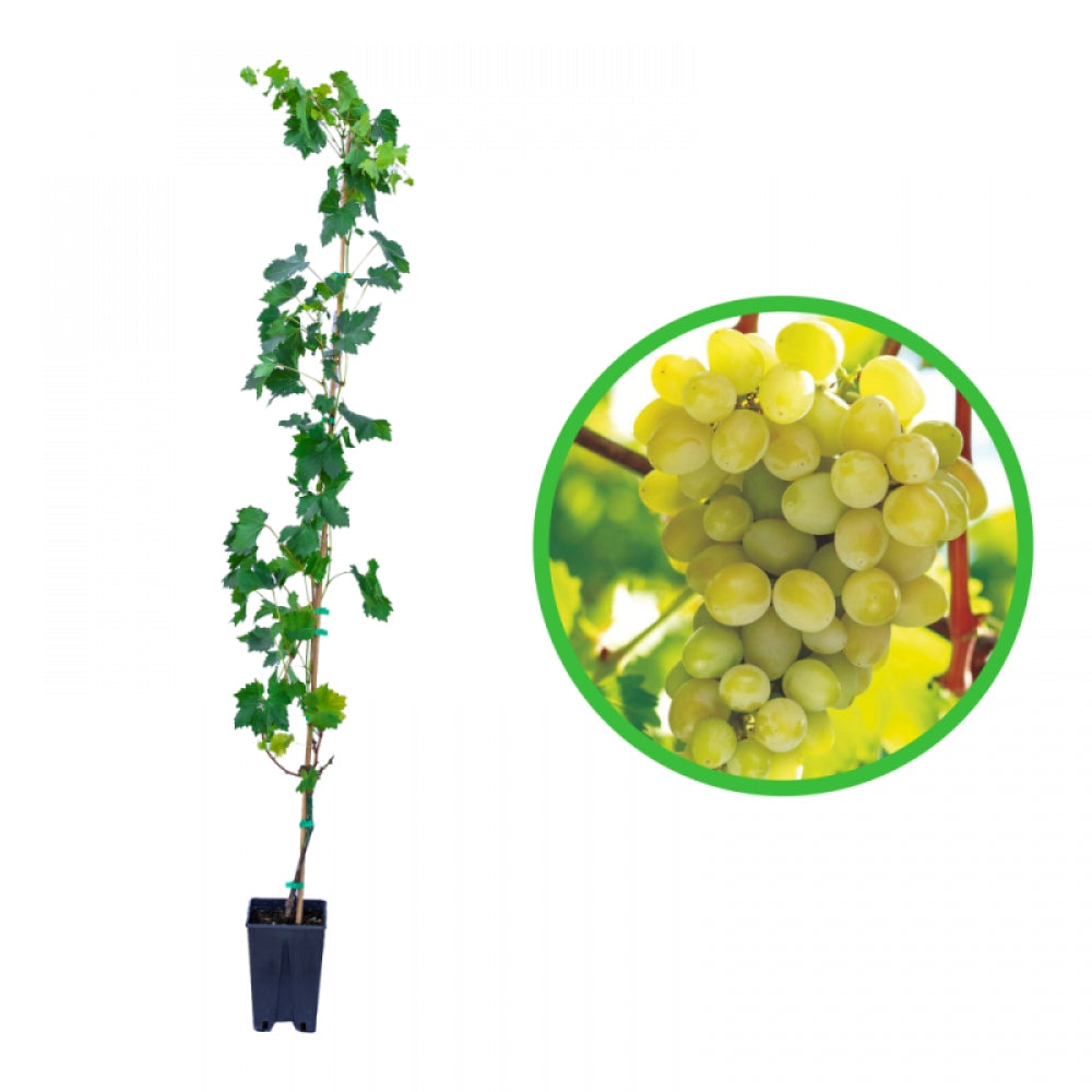 Vita de Vie Sultanina, Vitis Vinifera, fara samburi, alb