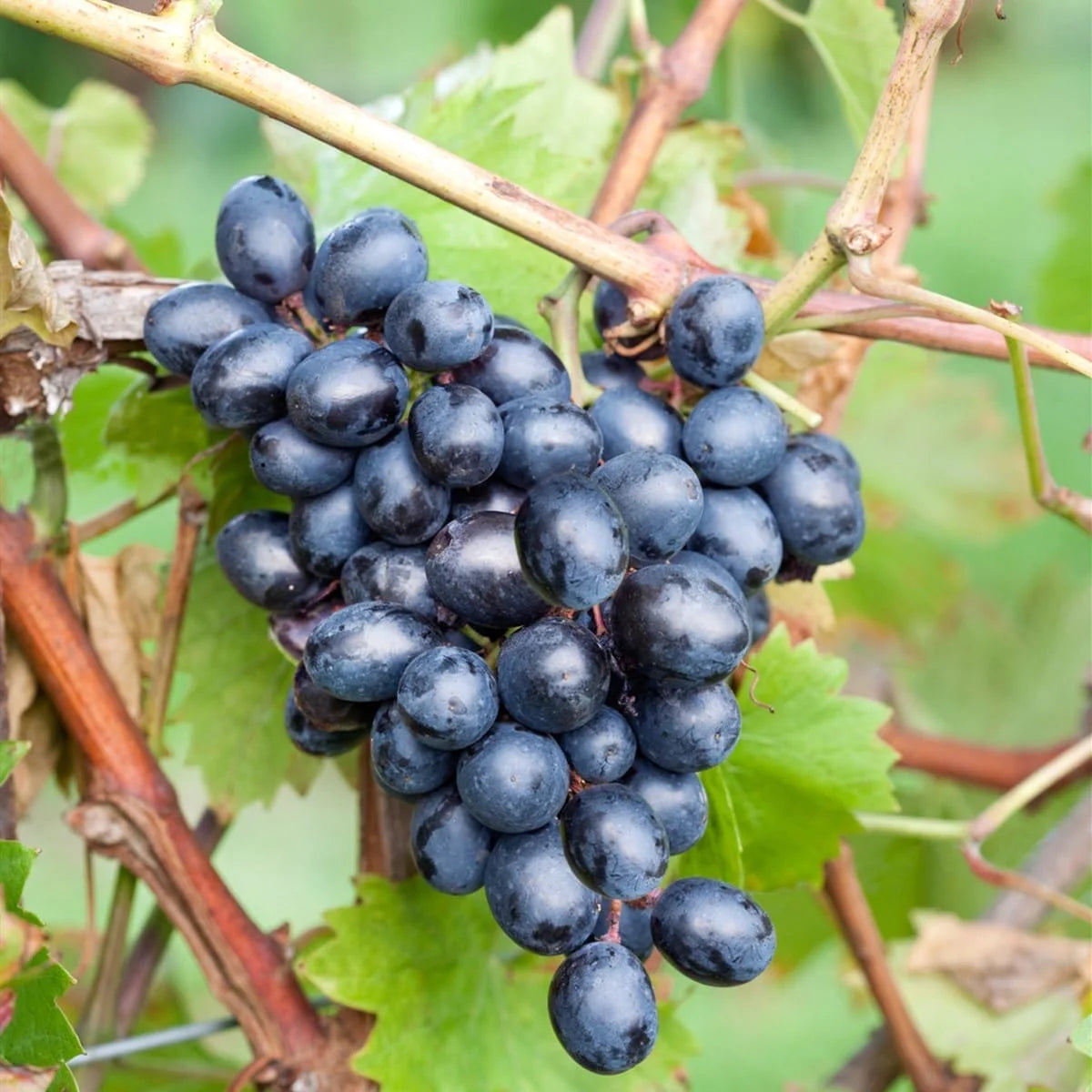 Vita de Vie Nero, Vitis Vinifera, pentru masa, negru