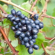 Vita de Vie Lattuario Nero, Vitis Vinifera, pentru masa, negru