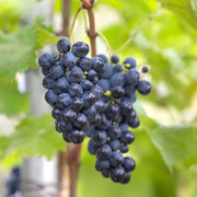 Vita de Vie Nero, Vitis Vinifera, pentru masa, negru