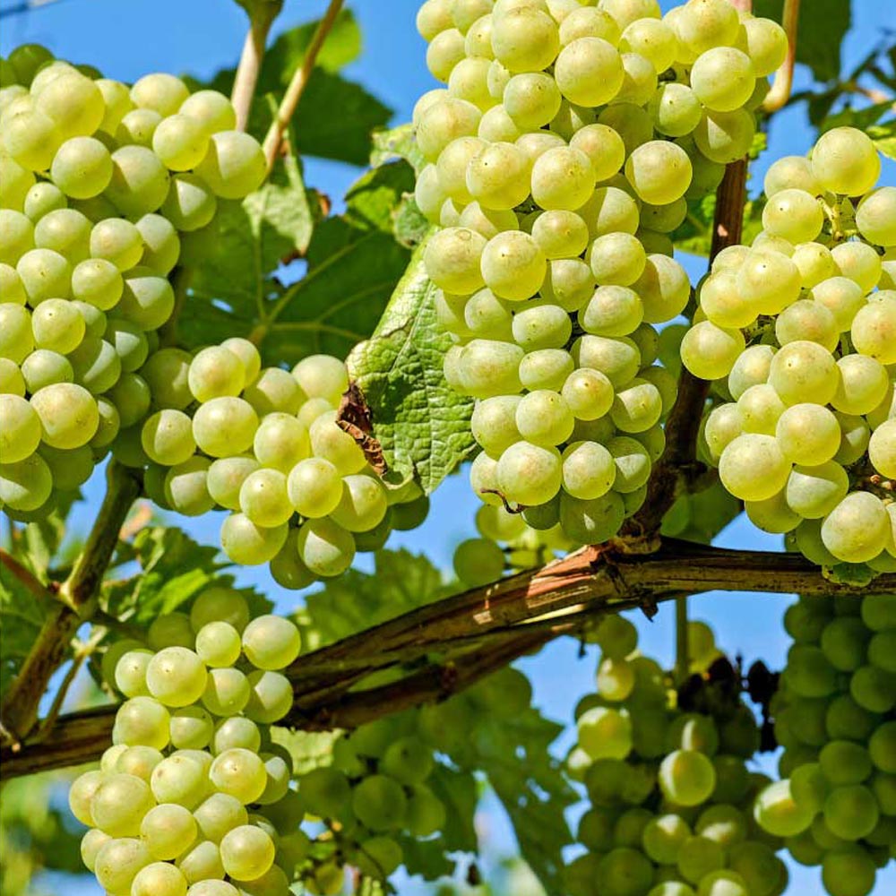 Vita de Vie Perla, Vitis Vinifera, pentru masa, alb