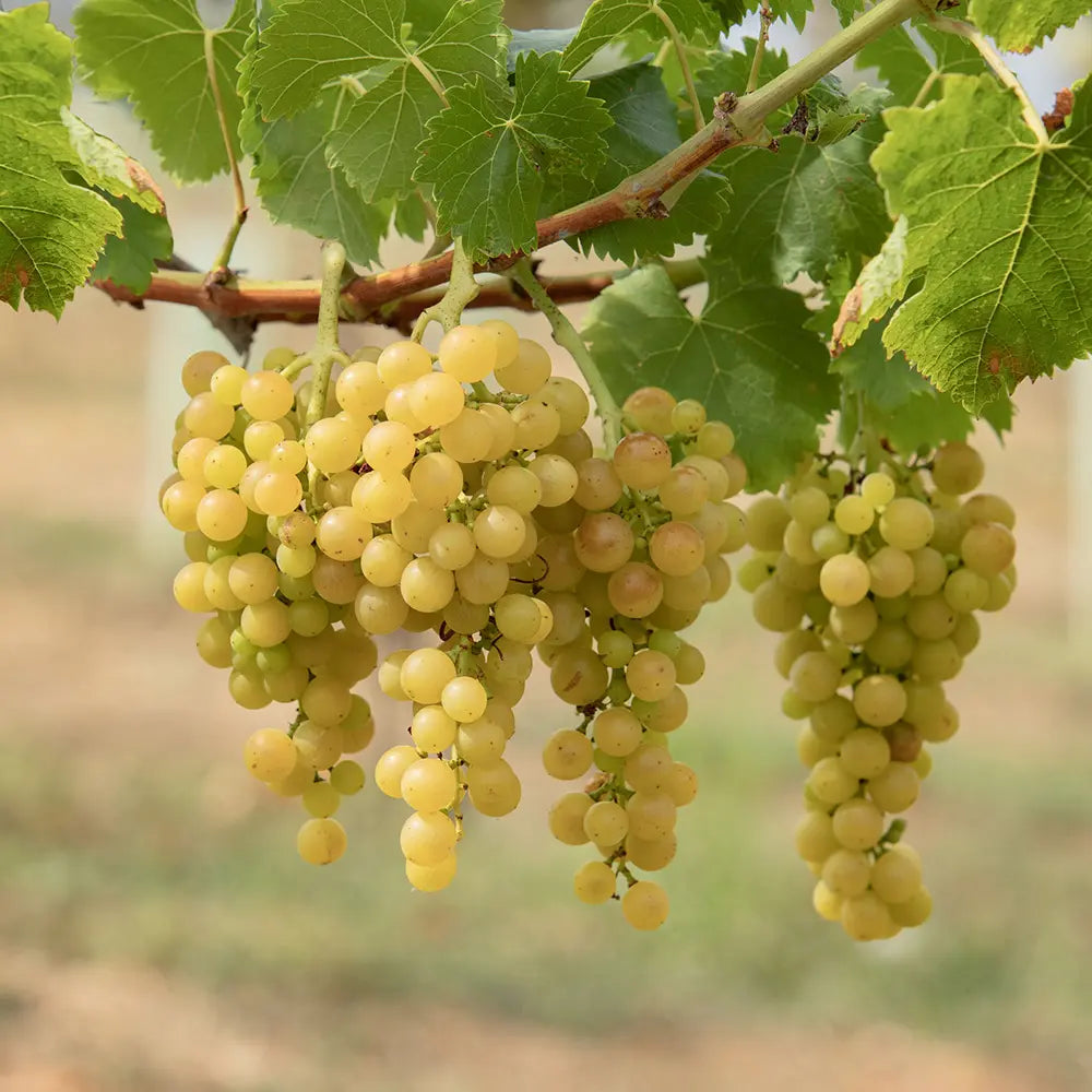 Vita de Vie Muscat Blanc, Vitis Vinifera, pentru vin, alb