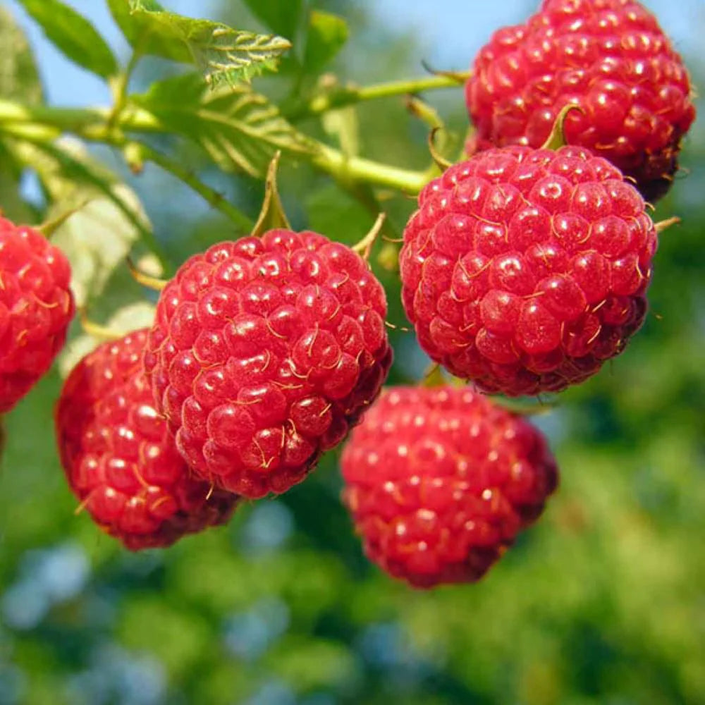 Zmeur Willamette, Rubus Idaeus Willamette