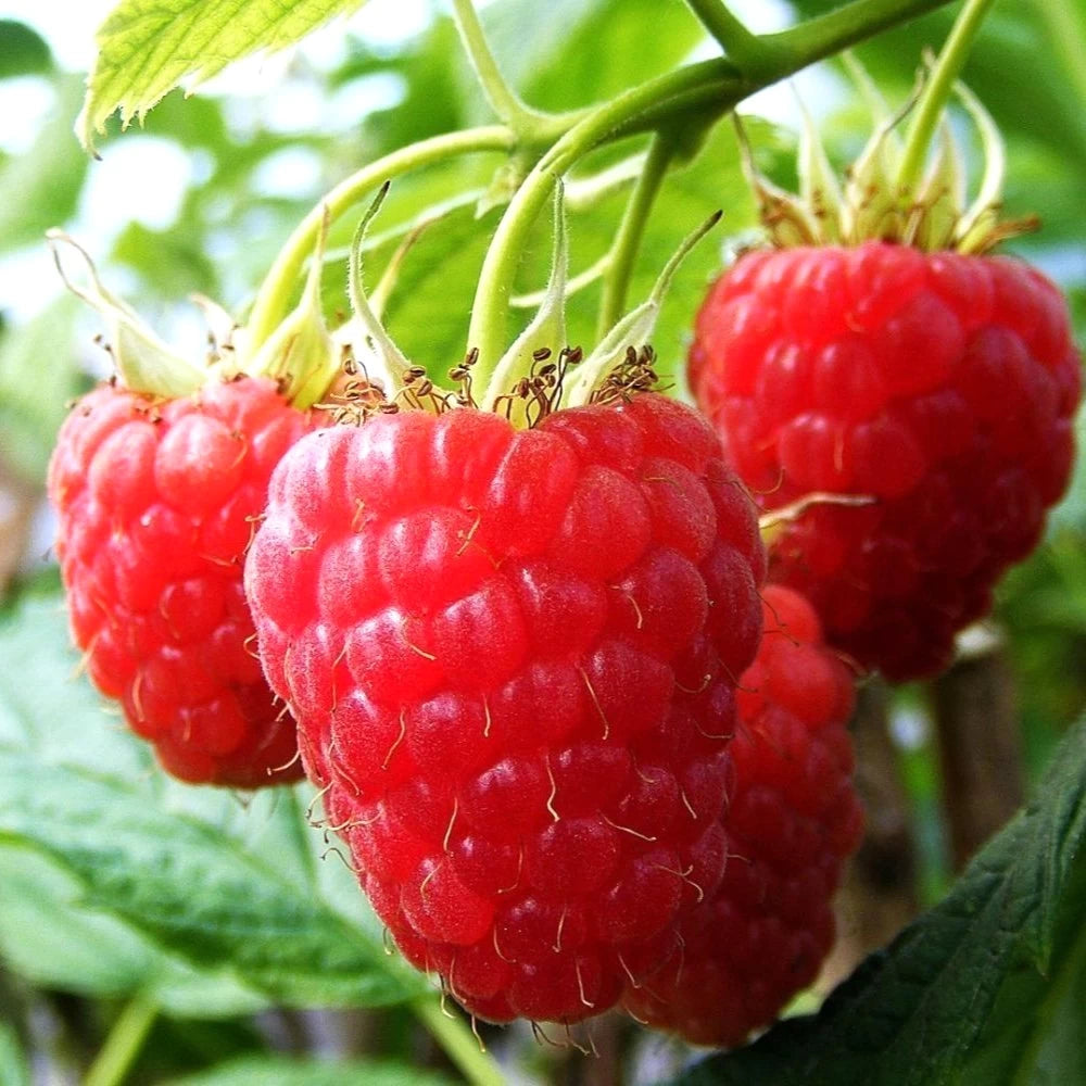 Zmeur Glen Lyon, Rubus Idaeus Glen Lyon