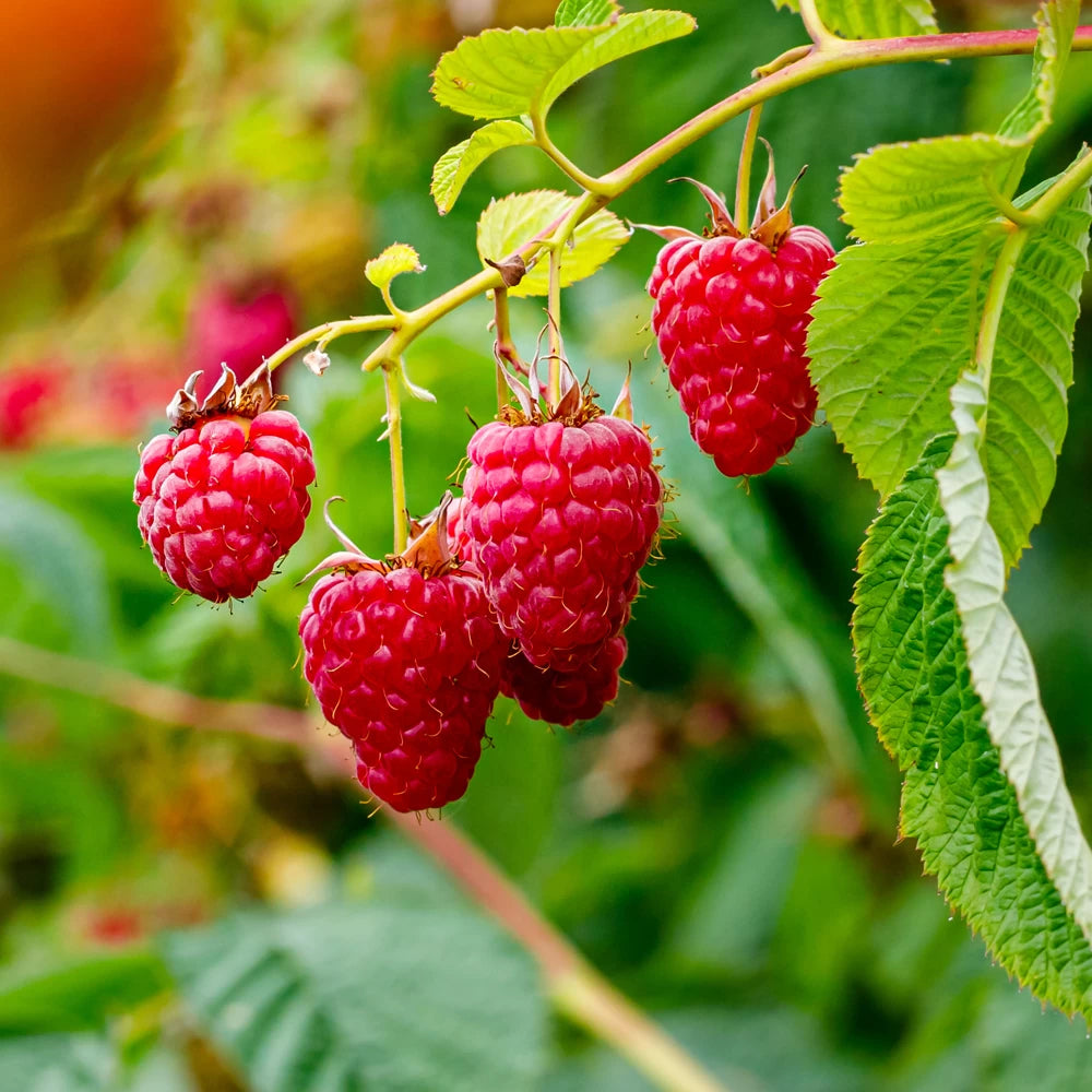 Zmeur Glen Lyon, Rubus Idaeus Glen Lyon