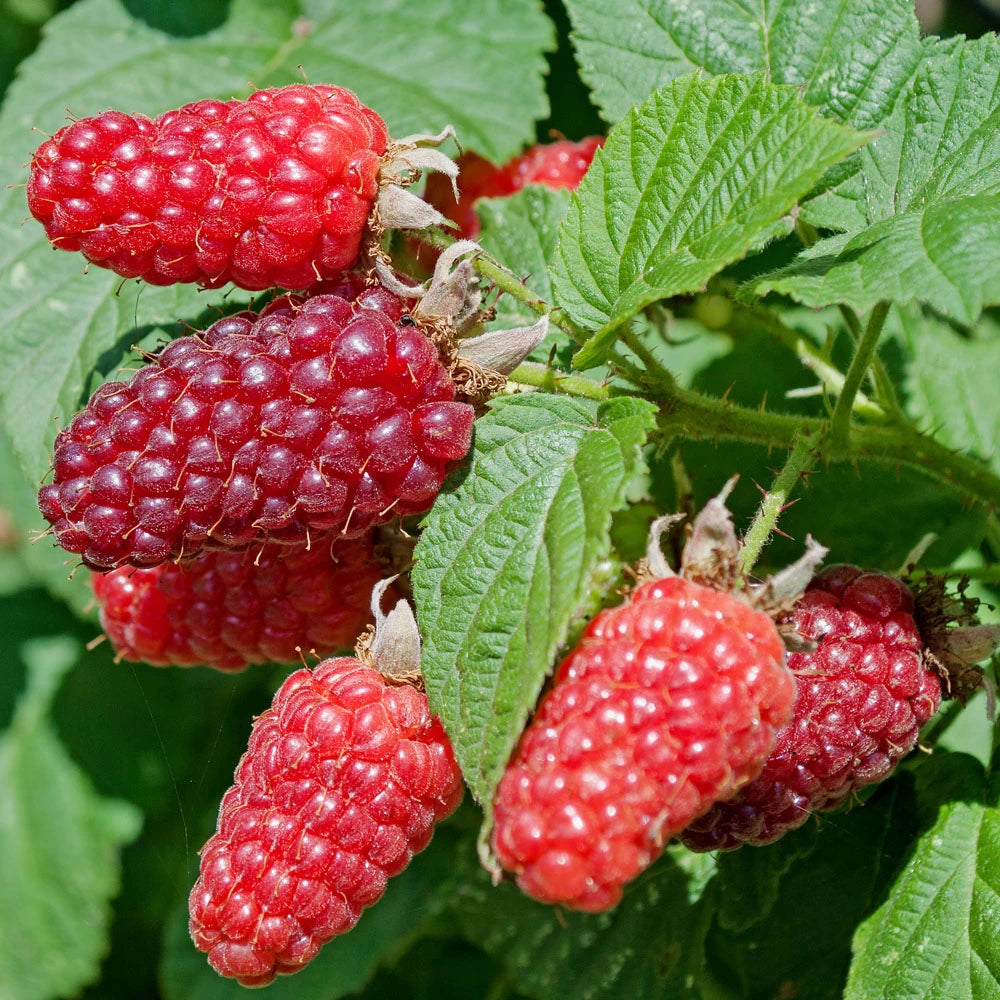 Zmeur-Mur Hibrid Tayberry, Rubus Fruticosus x Idaeus Tayberry