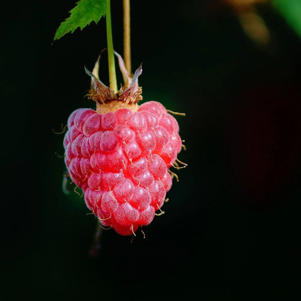 Zmeur Polana, Rubus Idaeus Polana